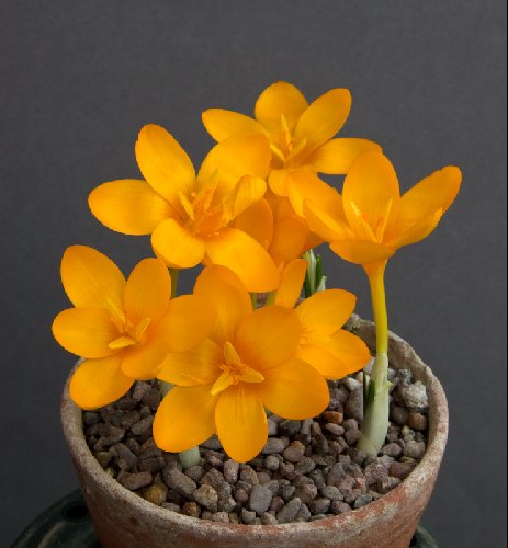 Crocus gargaricus